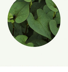 Ariul 7 Days Mask Heartleaf  P 23ml * 10ea
