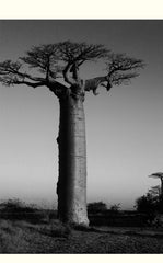 Toun28 Baobab Hair Essential Oil 100ml